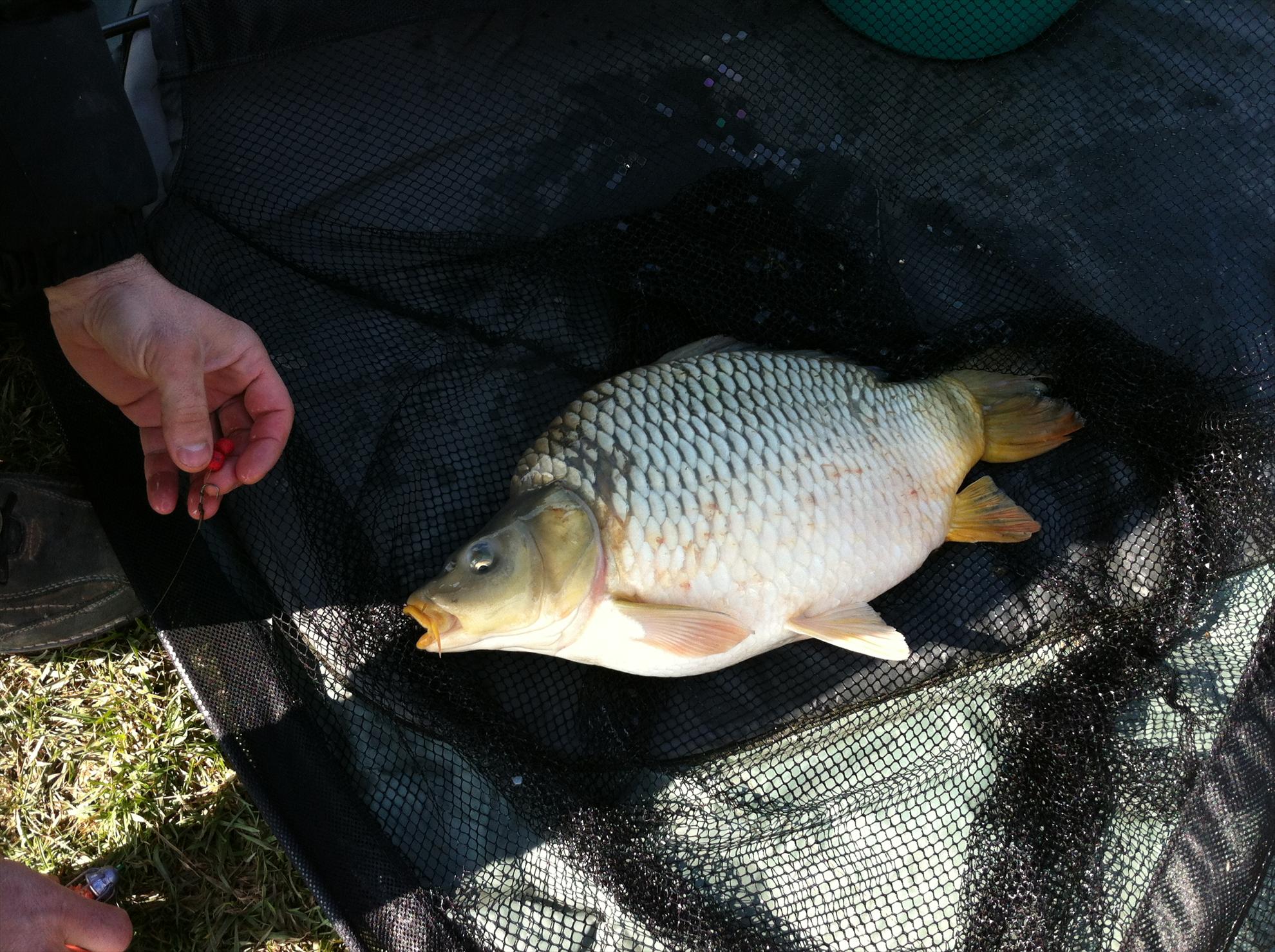 2013 - 15.03.13-MV 2-Primul ciortan pe 2013